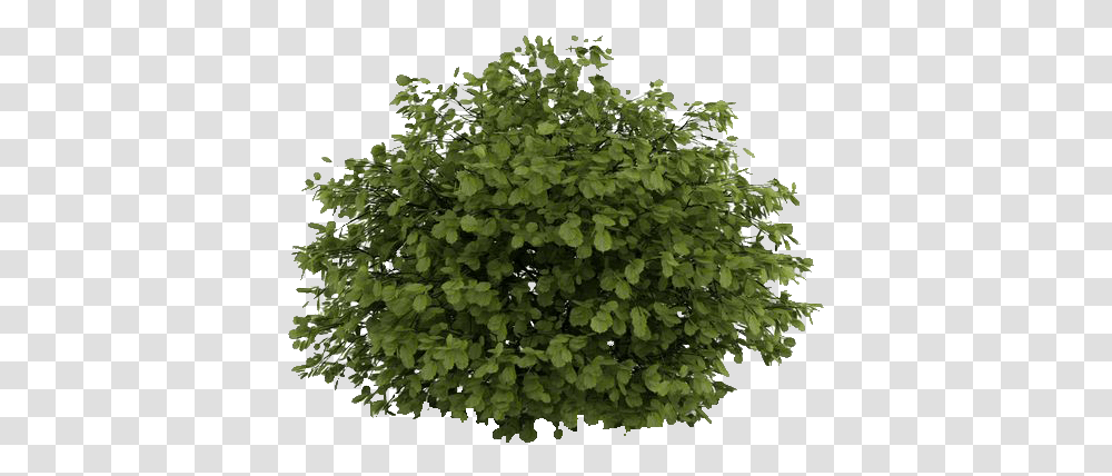 Download Natural Small Tree Photoshop Shrubs Image Corylus Avellana, Potted Plant, Vase, Jar, Pottery Transparent Png