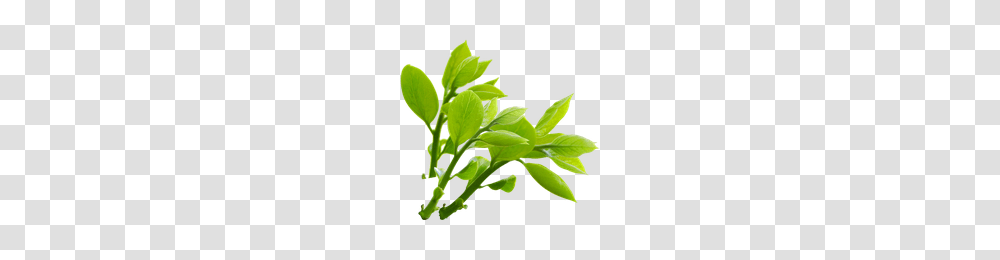 Download Nature Free Photo Images And Clipart Freepngimg, Plant, Leaf, Vegetable, Food Transparent Png