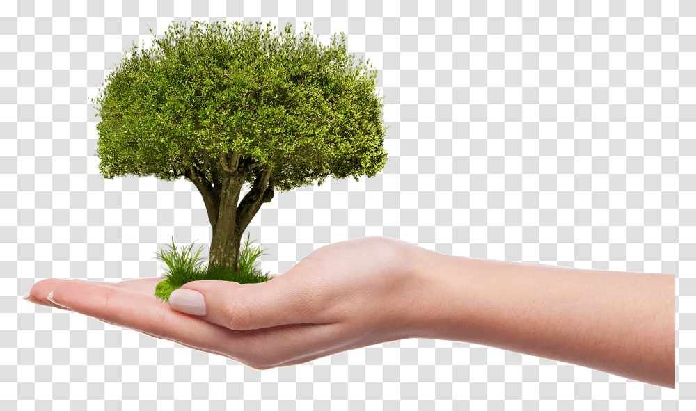 Download Nature Picture Plant A Tree, Leaf, Hand, Person, Vase Transparent Png