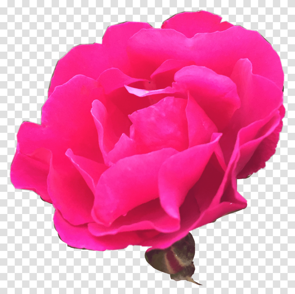 Download Nature Rosebush Photography Freetoedit Garden Roses, Flower, Plant, Blossom, Geranium Transparent Png