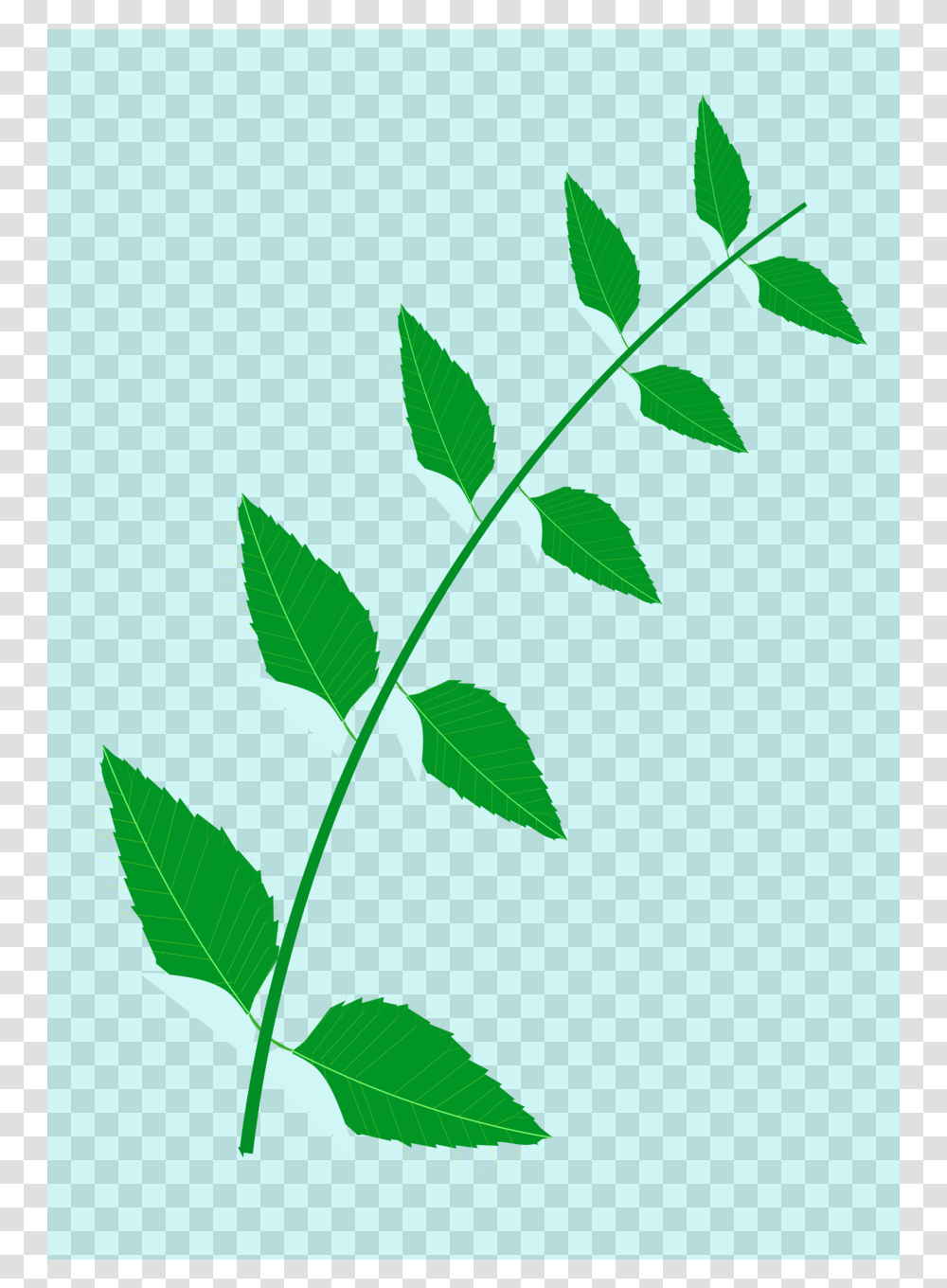 Download Neem Tree Leaves Clip Art Clipart Neem Tree Clip Art, Green, Leaf, Plant, Jar Transparent Png