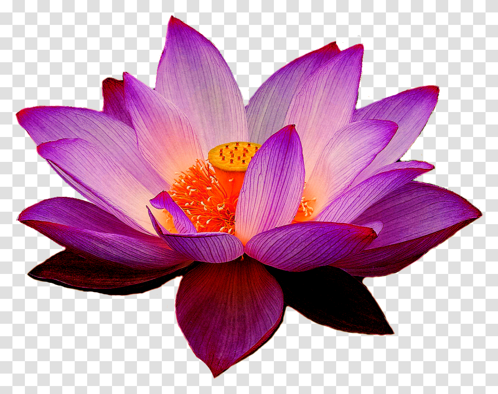 Download Nelumbo Nucifera Lotus Yoga Fit Flower Clip Art Lotus, Plant, Lily, Blossom, Pond Lily Transparent Png