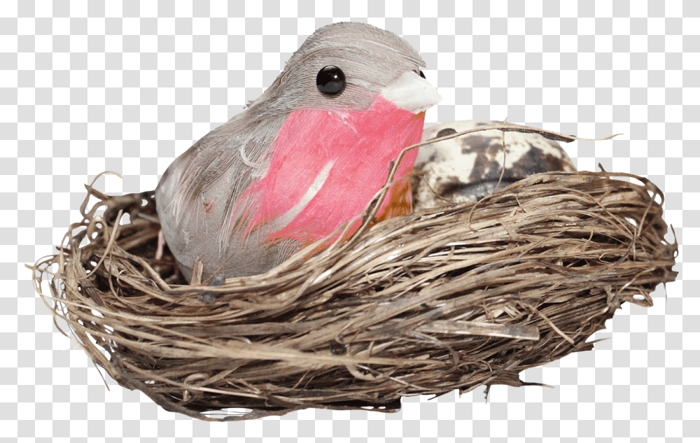 Download Nest Hd Photo Bird In Nest, Animal, Parrot, Bird Nest, Cockatoo Transparent Png