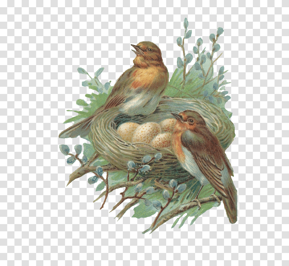 Download Nest Image Hq Bird In Nest, Animal, Art, Painting, Bee Eater Transparent Png
