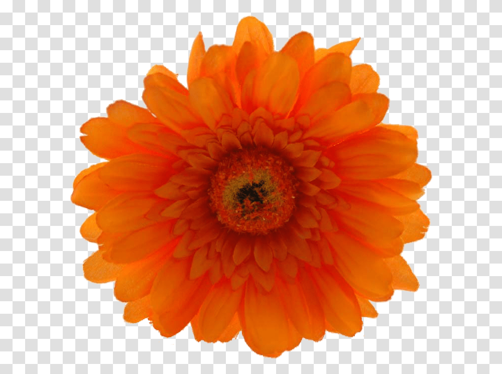 Download Now Only 19 Orange Hibiscus Flower Image Orange Hibiscus Flower, Plant, Blossom, Daisy, Daisies Transparent Png