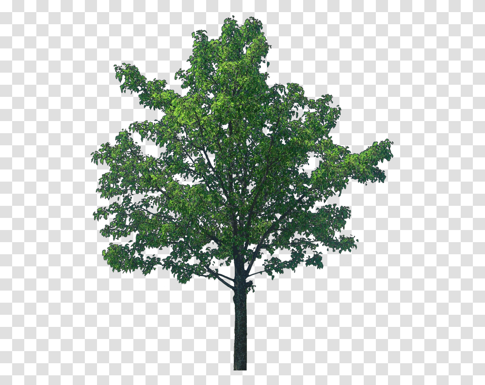Download Oak Tree Image Tree Textures, Plant, Cross, Symbol, Maple Transparent Png