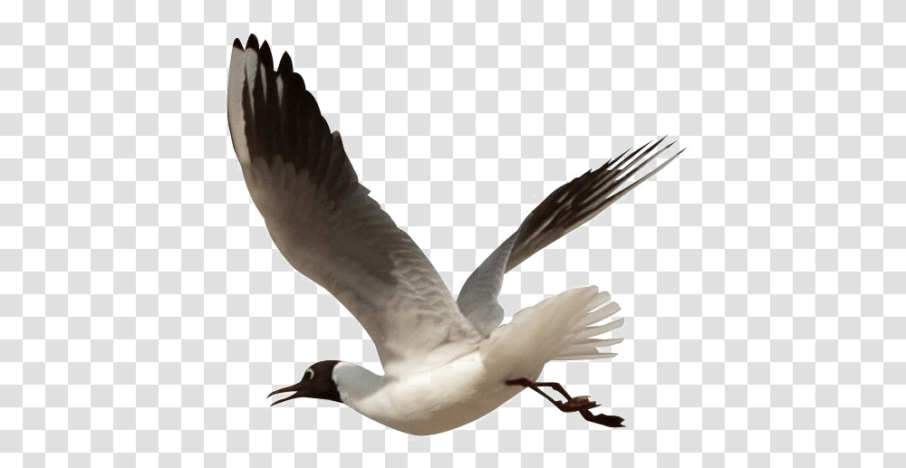 Download Ocean Birds Image High Quality Hq High Resolution Flying Bird Hd, Person, Human, Seagull, Animal Transparent Png