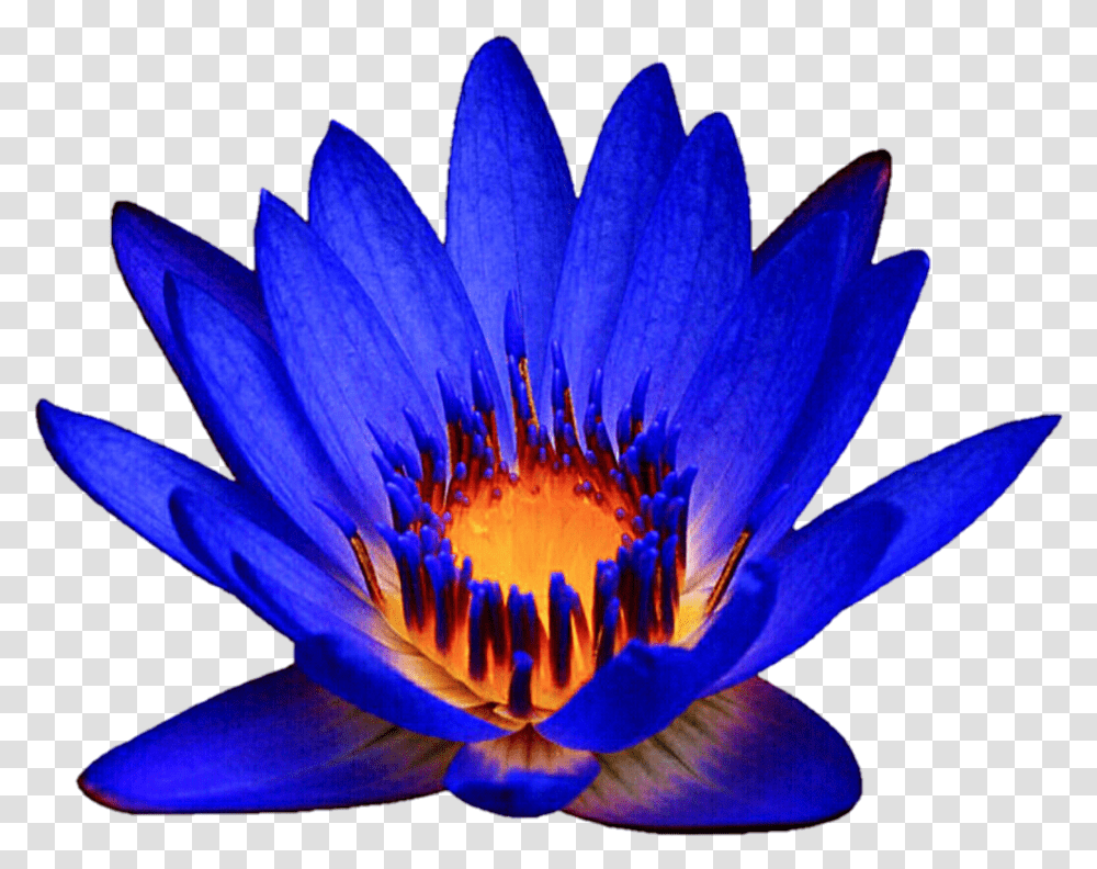 Download Ocean Blue Waterlily By Blue Water Lily Clipart, Plant, Flower, Blossom, Pond Lily Transparent Png