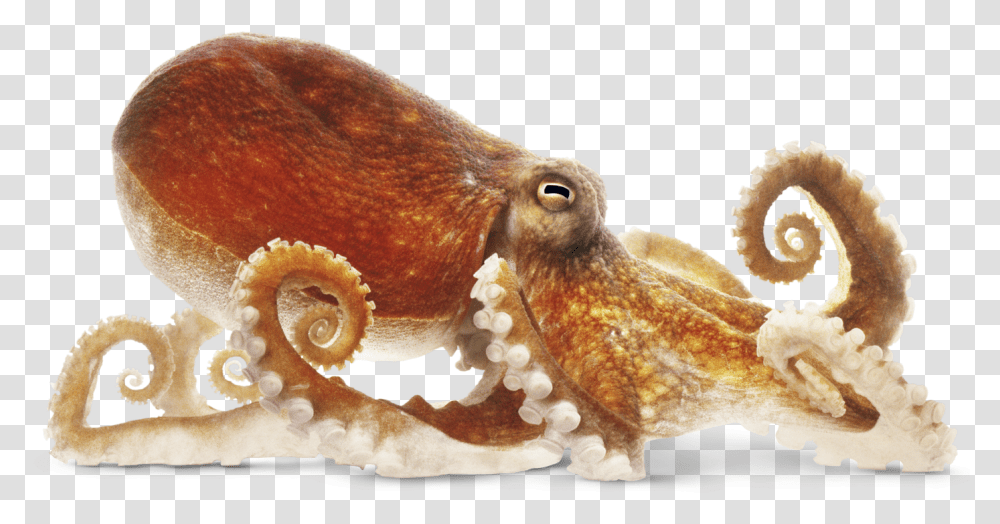 Download Octopus Image Octopus, Sea Life, Animal, Invertebrate, Bird Transparent Png