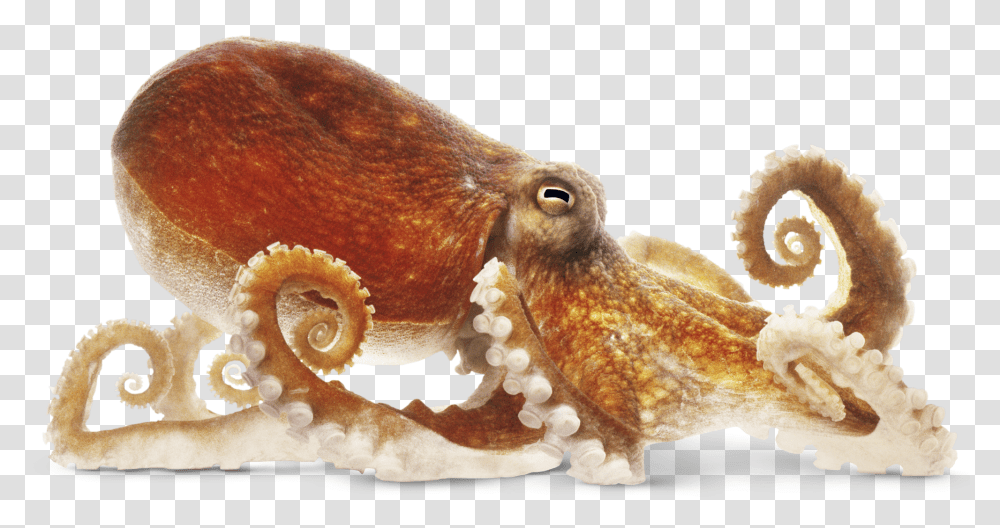 Download Octopus, Sea Life, Animal, Invertebrate, Bird Transparent Png