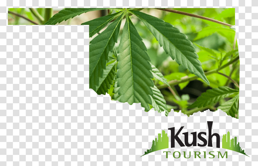 Download Oklahoma Marijuana Oklahoma Marijuana Leaf Tree, Plant, Hemp Transparent Png
