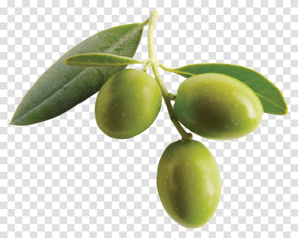 Download Olive Clipart Olive, Plant, Fruit, Food, Tree Transparent Png