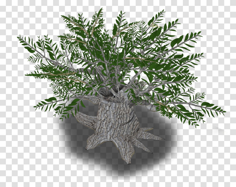 Download Olive Tree Olive, Plant, Bird, Animal, Potted Plant Transparent Png