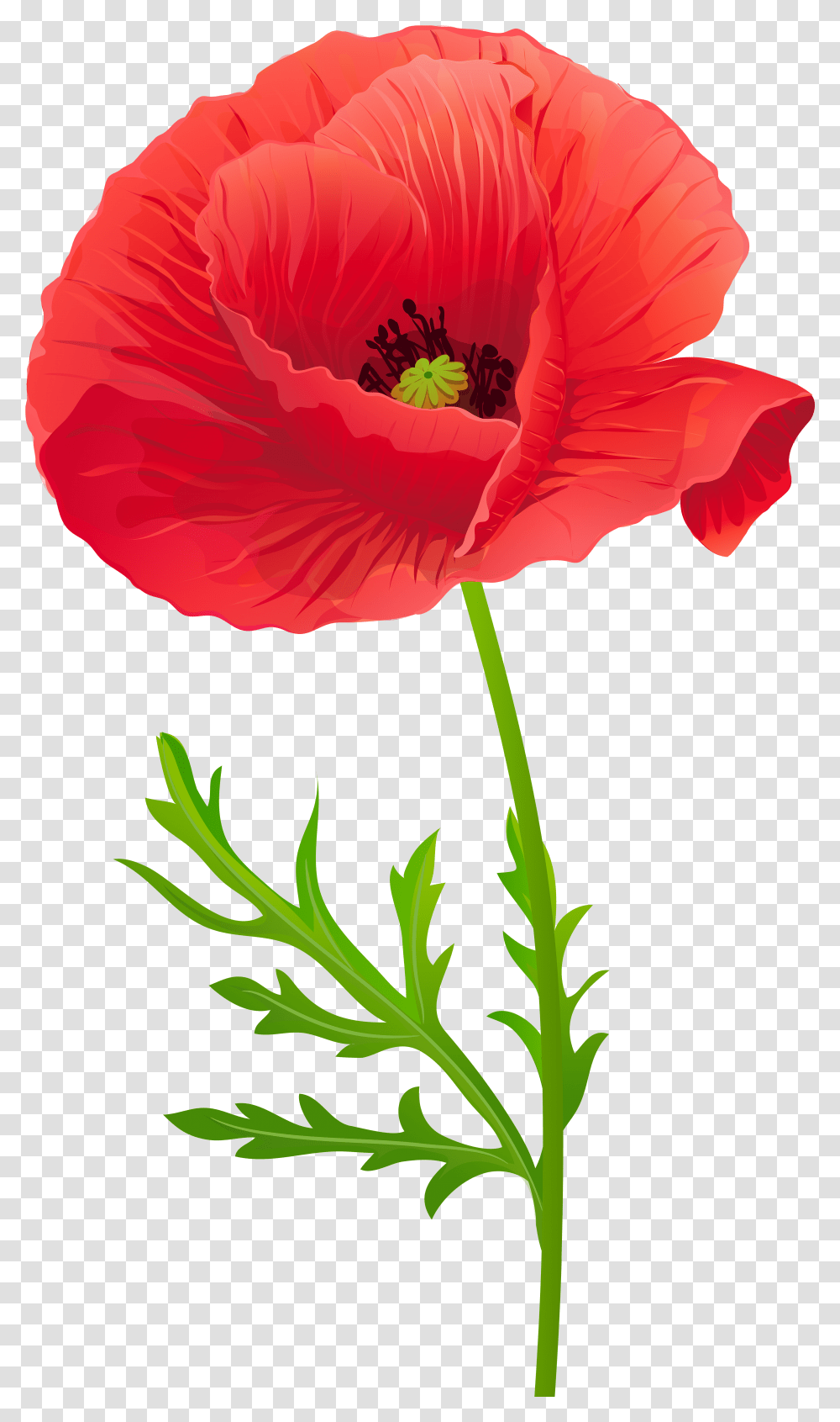 Download Opium Flower Clip Art Transprent Free Source Red Poppy Flower Clipart, Plant, Blossom, Petal, Geranium Transparent Png