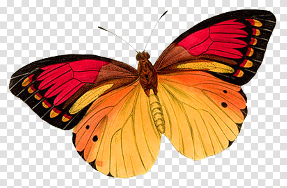 Download Orange Butterfly Uokplrs Real Pink Butterfly, Insect, Invertebrate, Animal, Monarch Transparent Png