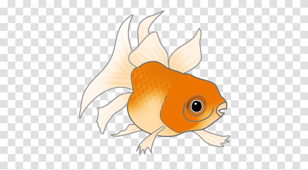 Download Orange Cat Fish Cartoon, Goldfish, Animal Transparent Png