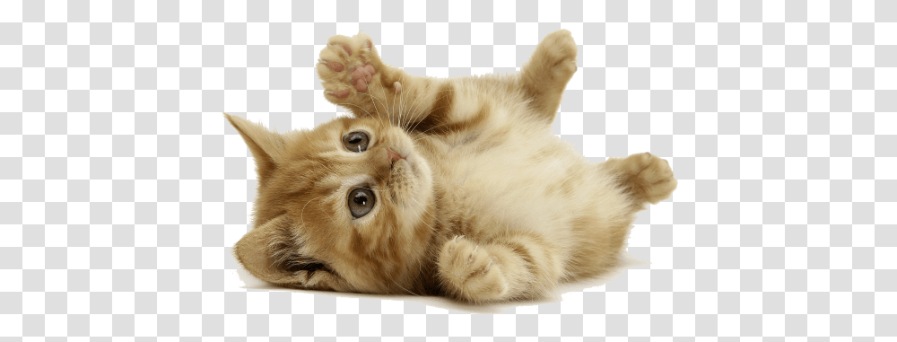 Download Orange Cat Lay Down Cat Background Full Size Cute Pets, Kitten, Mammal, Animal, Manx Transparent Png