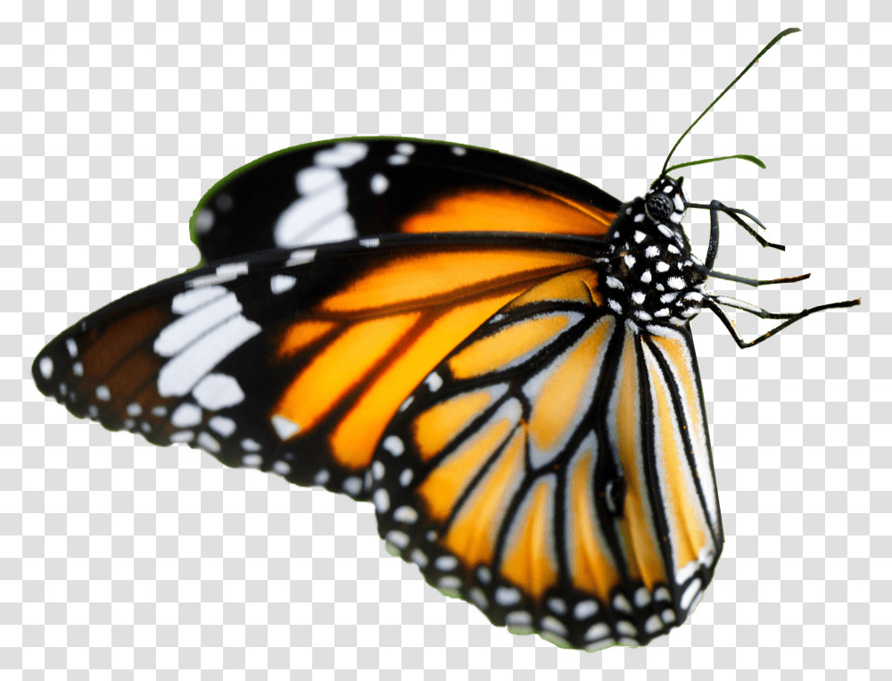 Download Orange Glitter Butterfly Monarch Farfalla Fiore, Insect, Invertebrate, Animal, Honey Bee Transparent Png