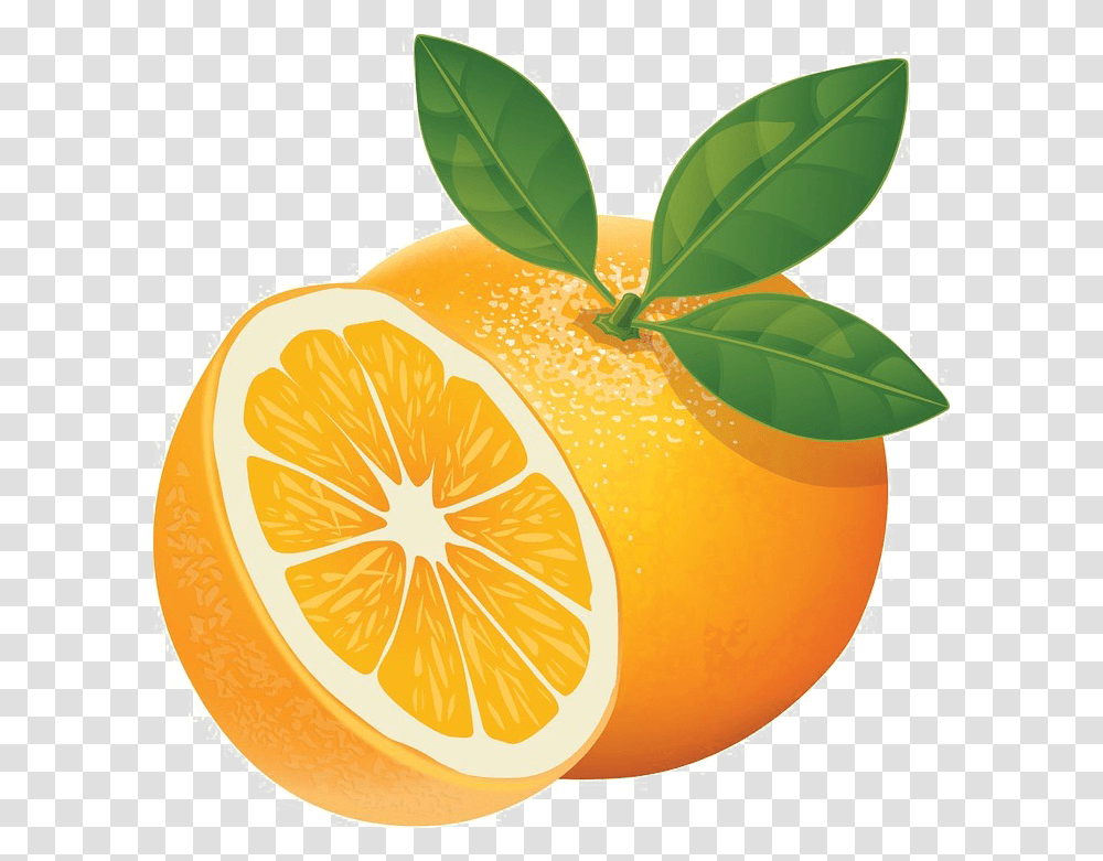 Download Orange Slice High Quality Image New 2016 Illustrator Orange Vector, Plant, Citrus Fruit, Food, Lemon Transparent Png