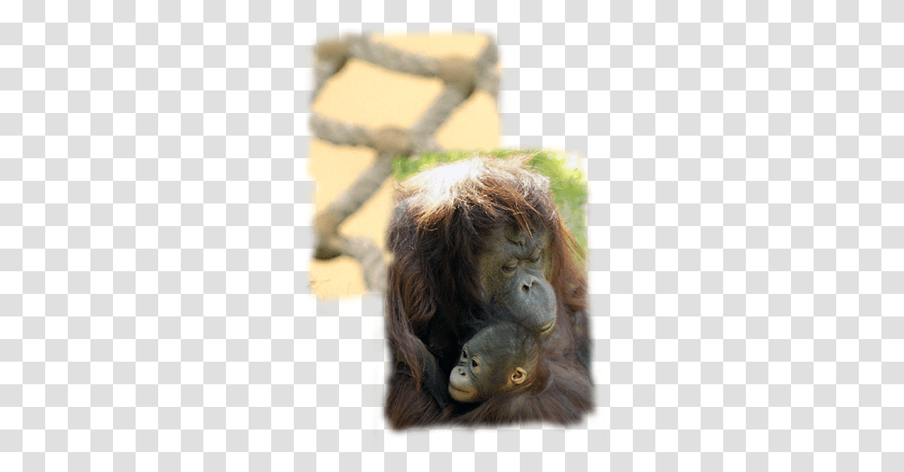 Download Orangutan Image With No Monkey, Ape, Wildlife, Mammal, Animal Transparent Png