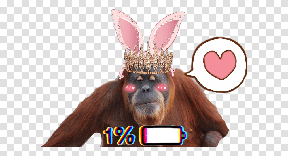 Download Orangutan Image With No Monkey, Mammal, Animal, Wildlife, Person Transparent Png