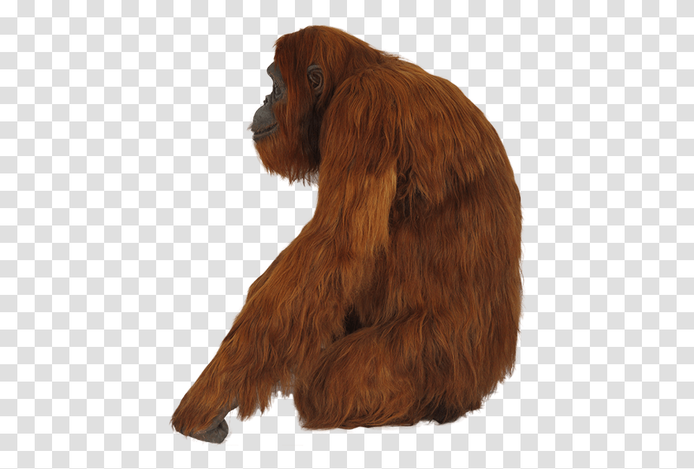 Download Orangutan Orangutan, Ape, Wildlife, Mammal, Animal Transparent Png