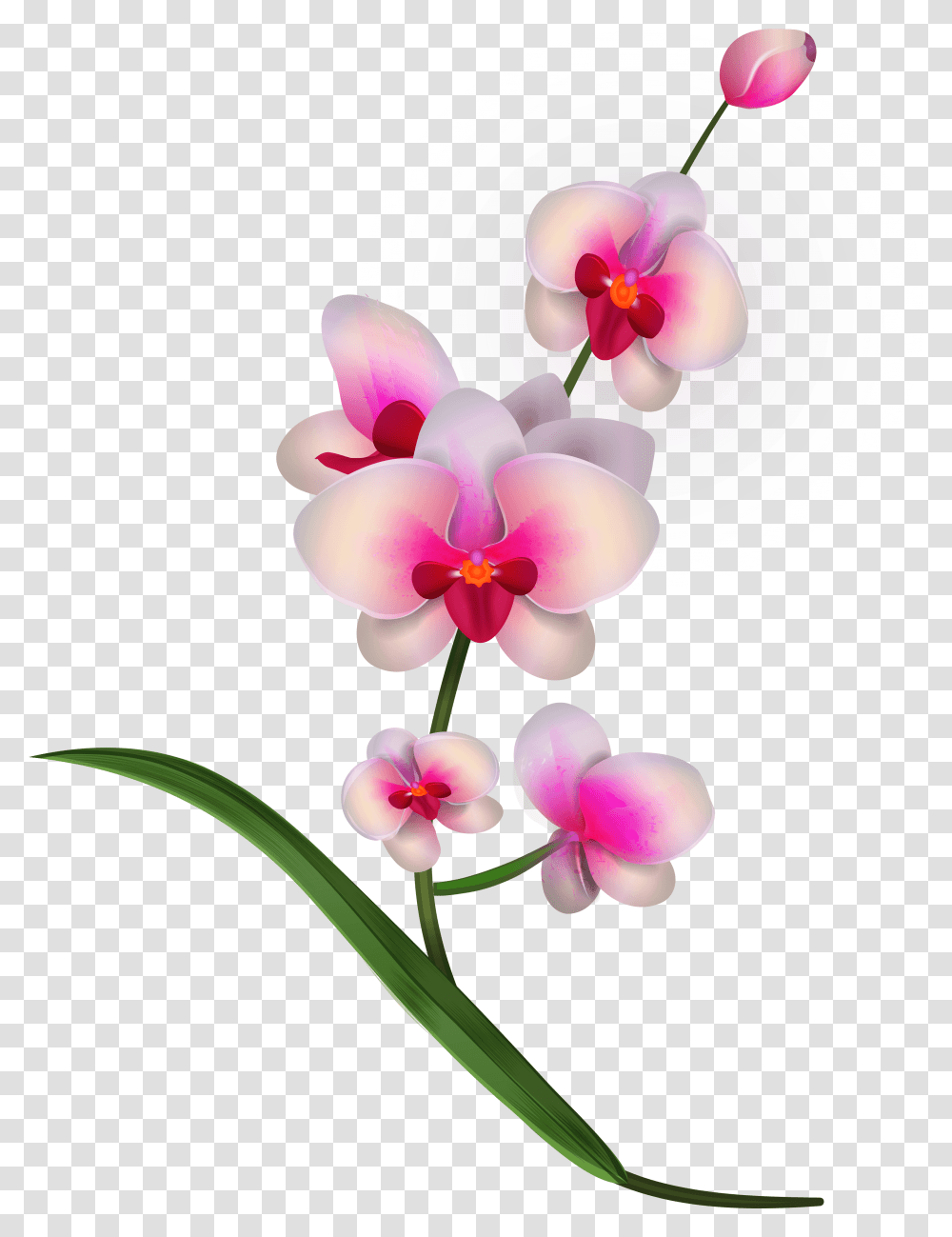 Download Orchid Clipart Image Orchid Flowers Clipart Orchid Clipart, Plant, Blossom Transparent Png