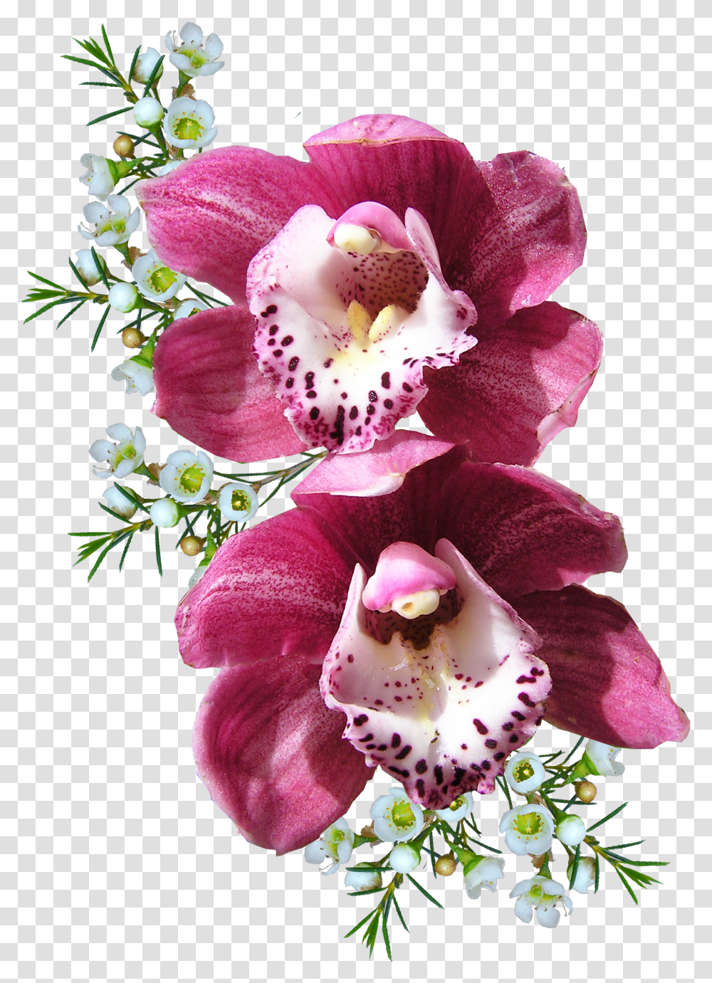 Download Orchid Flower Image For Free Flowers Transparent Png
