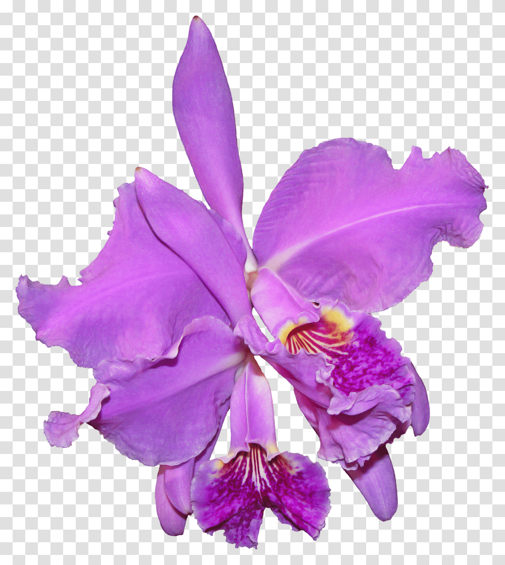 Download Orchid Flower Image For Free Purple Orchids Background Transparent Png