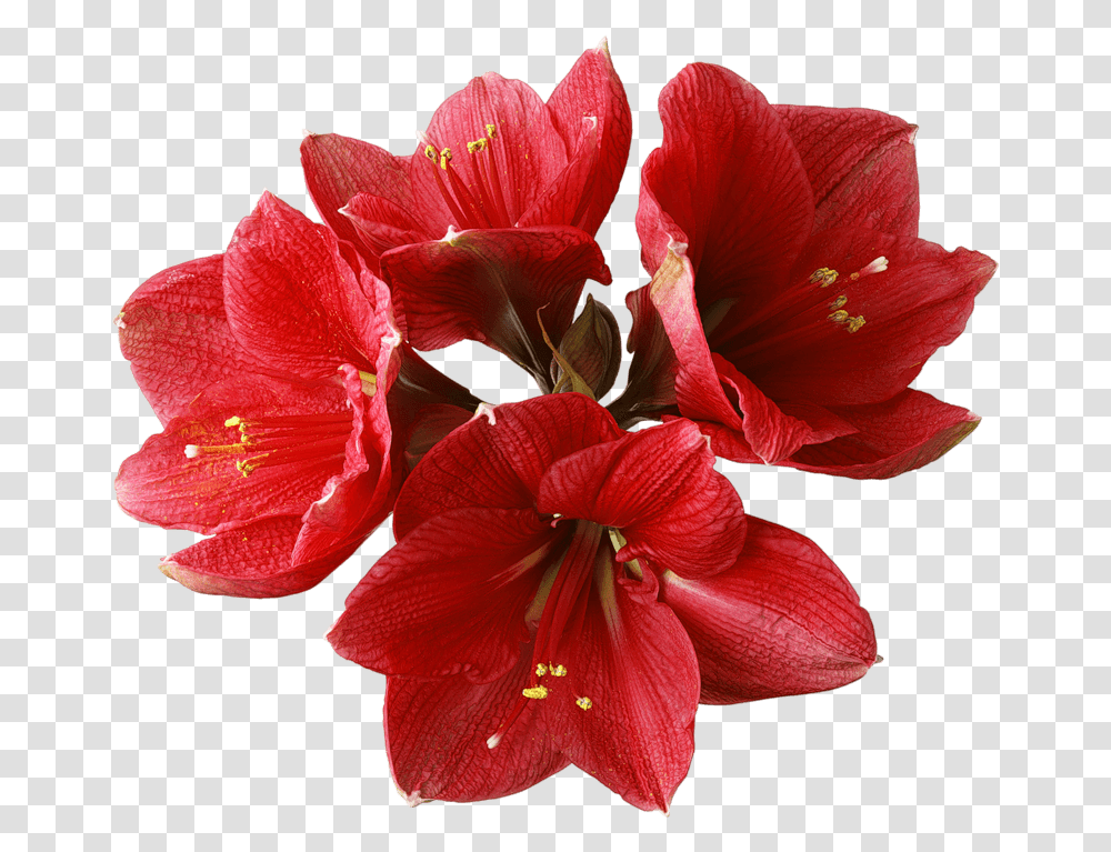 Download Orchid Image For Free Amaryllis Flower, Geranium, Plant, Blossom, Rose Transparent Png