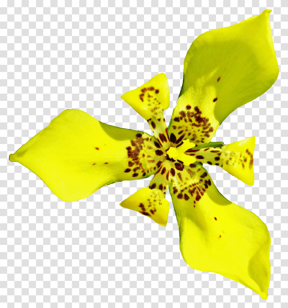 Download Orchid Image For Free Cut Flowers, Plant, Pollen, Blossom, Petal Transparent Png