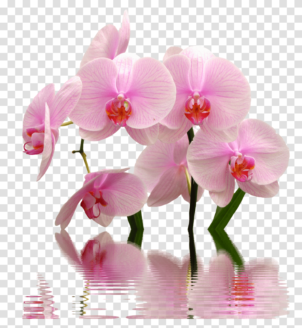 Download Orchid Image For Free Flowers Toxic To Cats Transparent Png