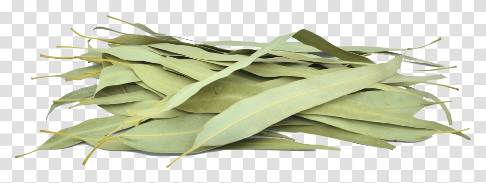 Download Organic Eucalyptus Leaves Gum Trees, Leaf, Plant, Produce, Food Transparent Png