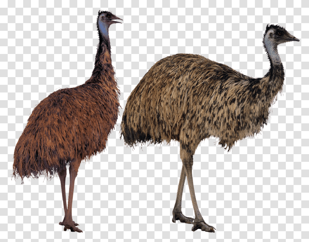 Download Ostrich Image Emu, Bird, Animal, Beak Transparent Png