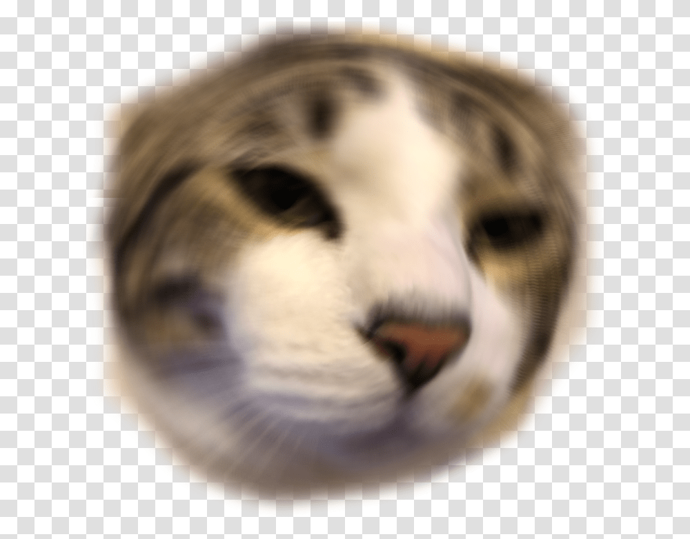 Download Other Emoji Discord Anime Cat Emojis For Discord, Dog, Pet, Canine, Animal Transparent Png