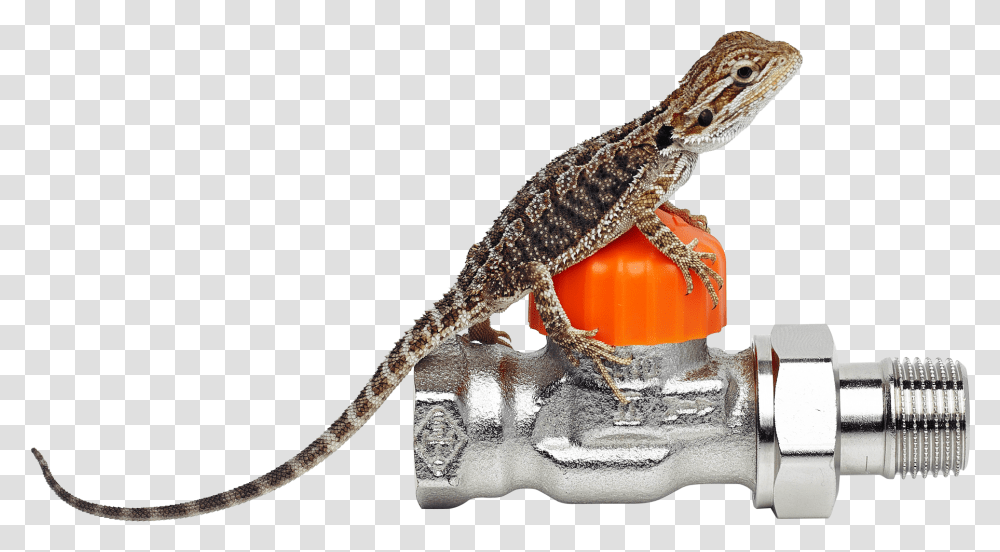 Download Our Bearded Dragon Iguana Image With No Heimeier Imi, Gecko, Lizard, Reptile, Animal Transparent Png