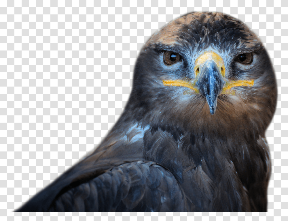 Download Owl Bird Image For Free Hawks Bird Face, Animal, Buzzard, Eagle, Beak Transparent Png
