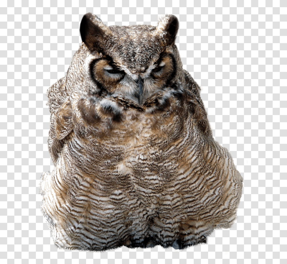 Download Owl Image Owls, Bird, Animal, Panther, Wildlife Transparent Png
