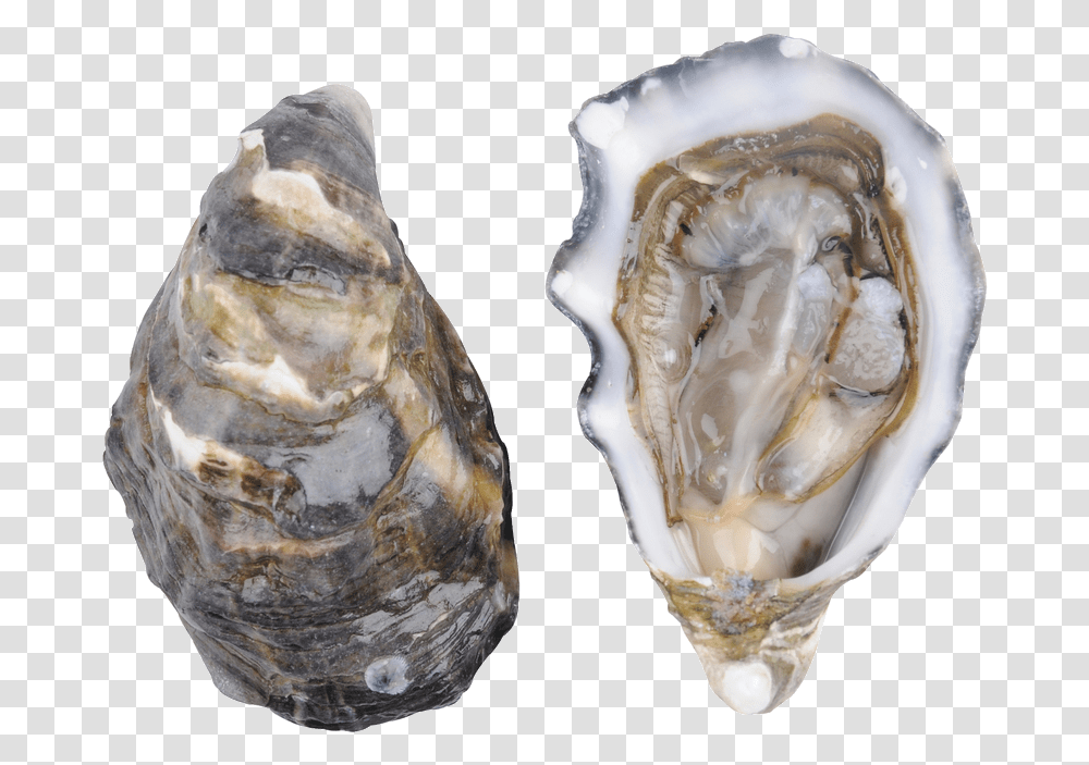 Download Oysters Oysters, Sea Life, Animal, Seashell, Invertebrate Transparent Png
