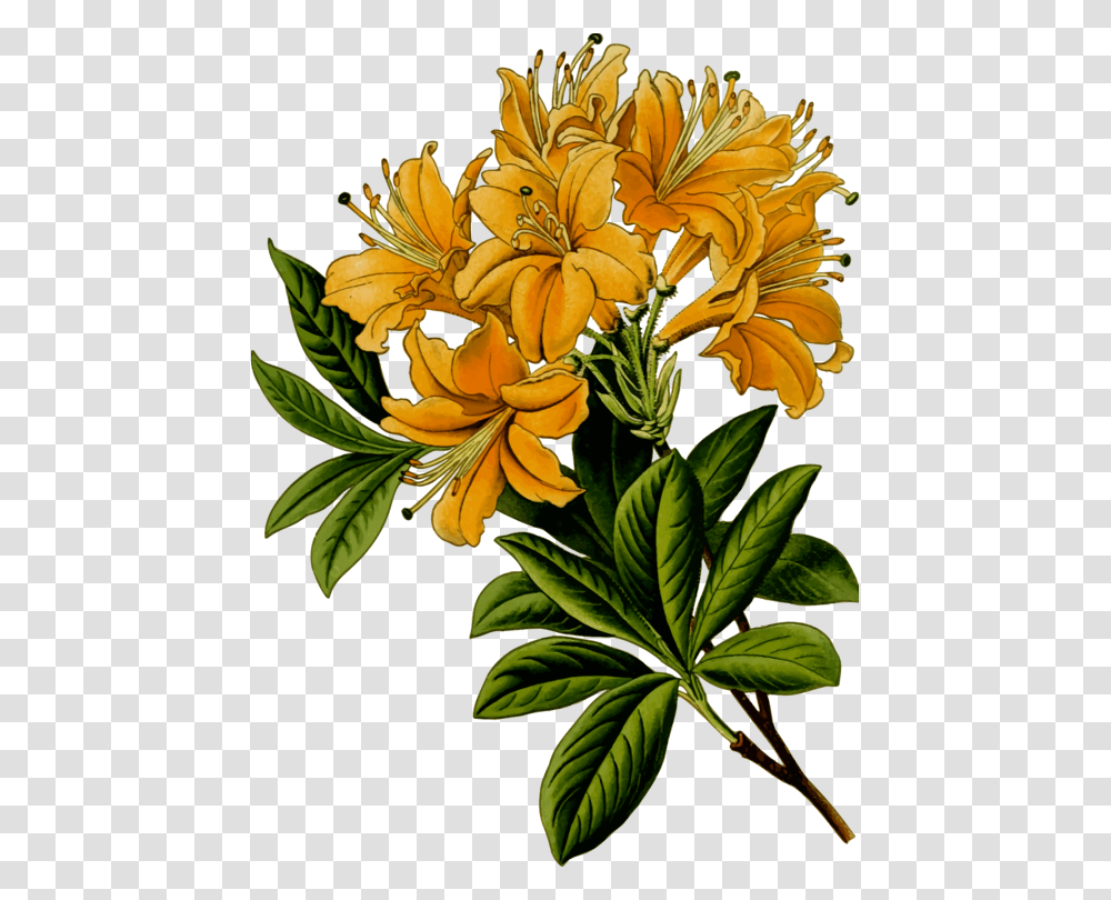 Download Pacific Rhododendron Plants Computer Icons Free, Banana, Fruit, Food, Flower Transparent Png