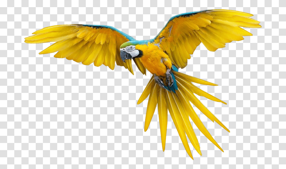 Download Pajaros Transparente Flying Bird Full Colorful Flying Birds Gif, Animal, Parrot, Macaw, Honey Bee Transparent Png