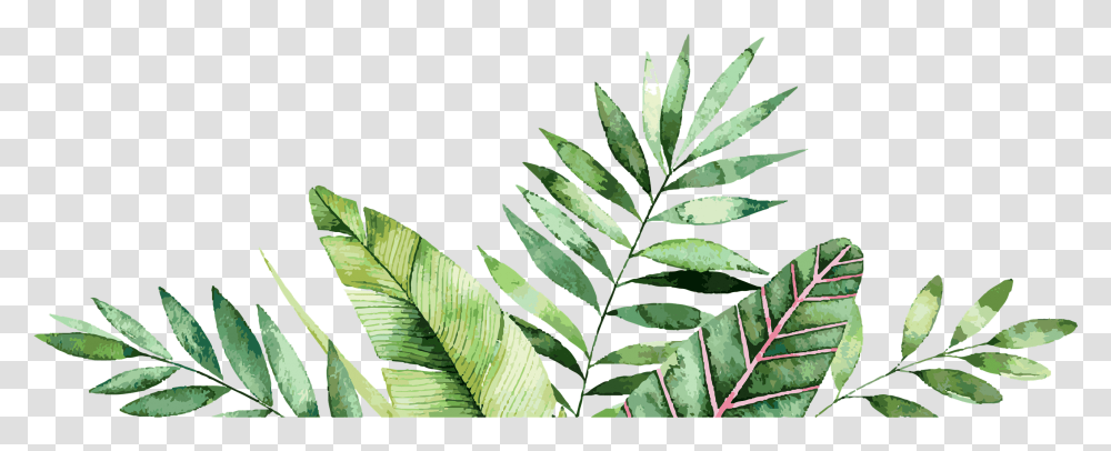 Download Palm Leaves Graphic Bordure Tropical, Leaf, Plant, Fern, Green Transparent Png