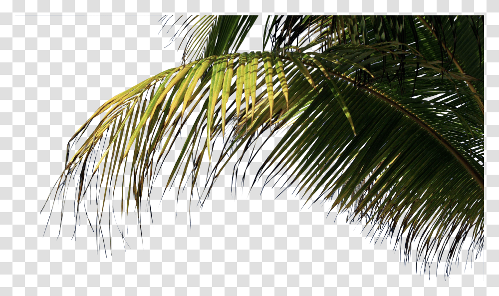 Download Palm Palm Trees Beach, Nature, Outdoors, Vegetation, Plant Transparent Png