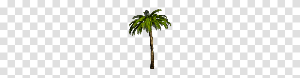 Download Palm Tree Free Photo Images And Clipart Freepngimg, Plant, Arecaceae, Rug Transparent Png