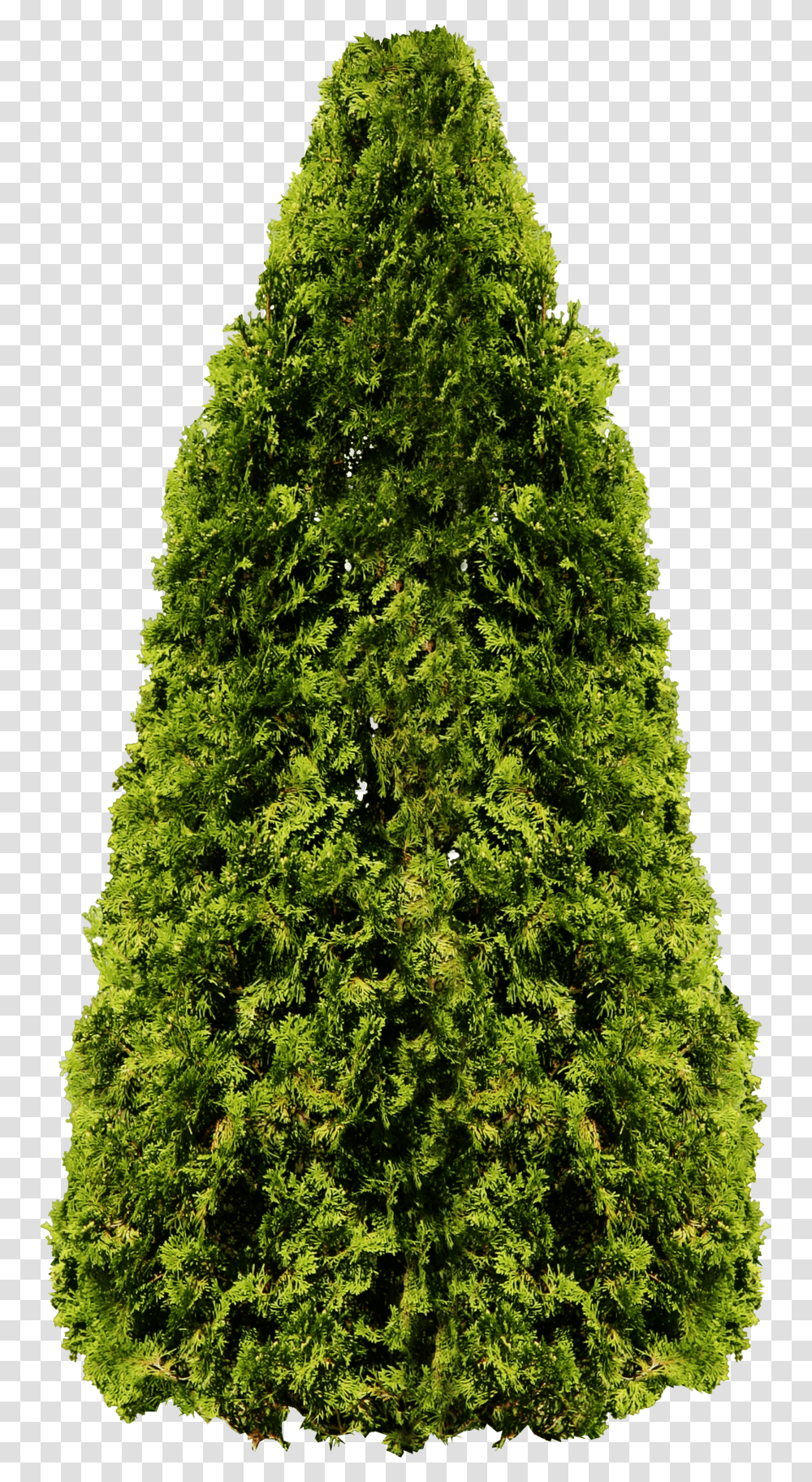 Download Palm Tree Hedge Tree Full Size Garden Tree, Plant, Vegetation, Leaf, Maple Transparent Png