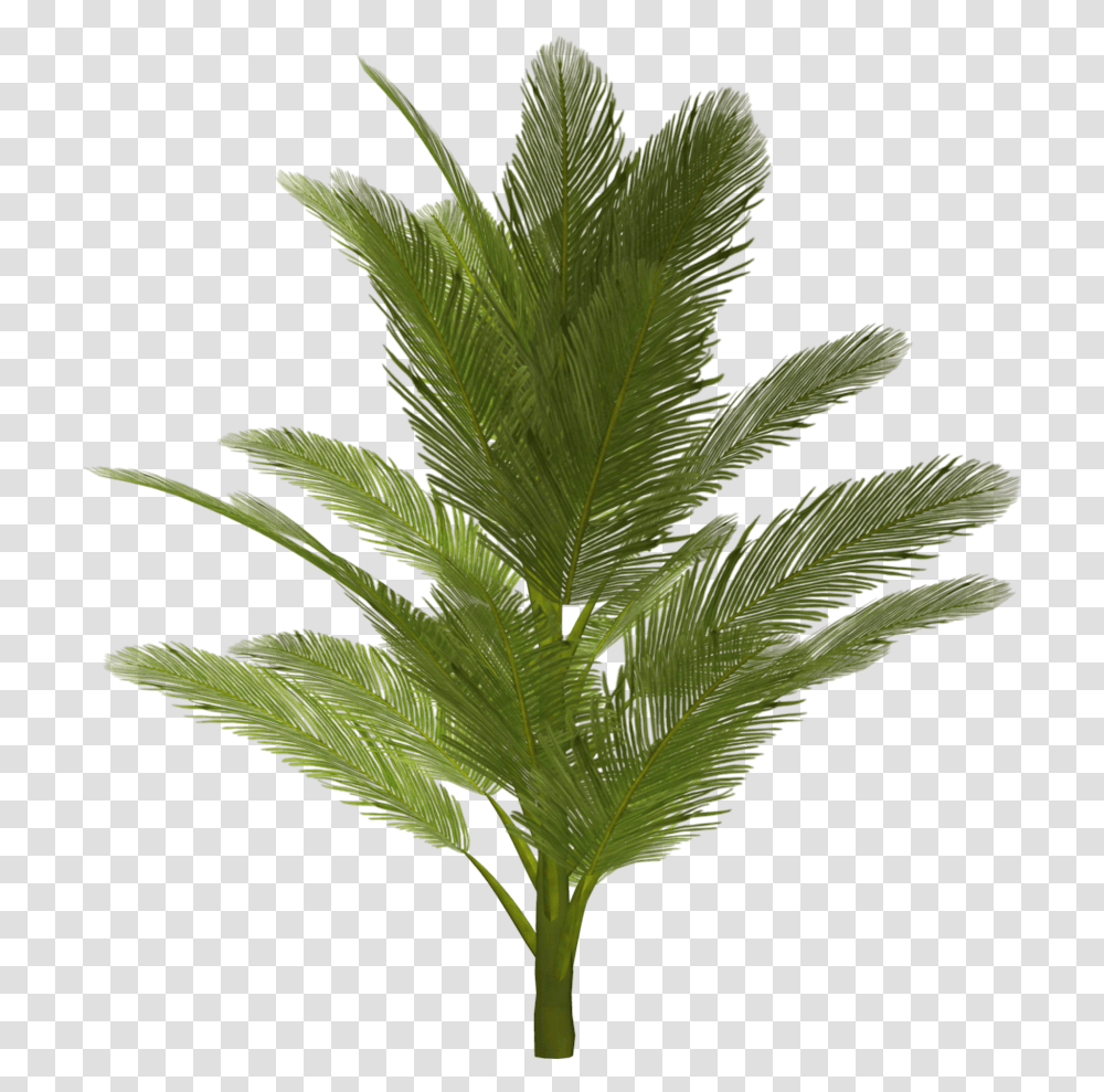 Download Palm Tree Hq Image Trees For Photoshop, Plant, Leaf, Green, Fern Transparent Png