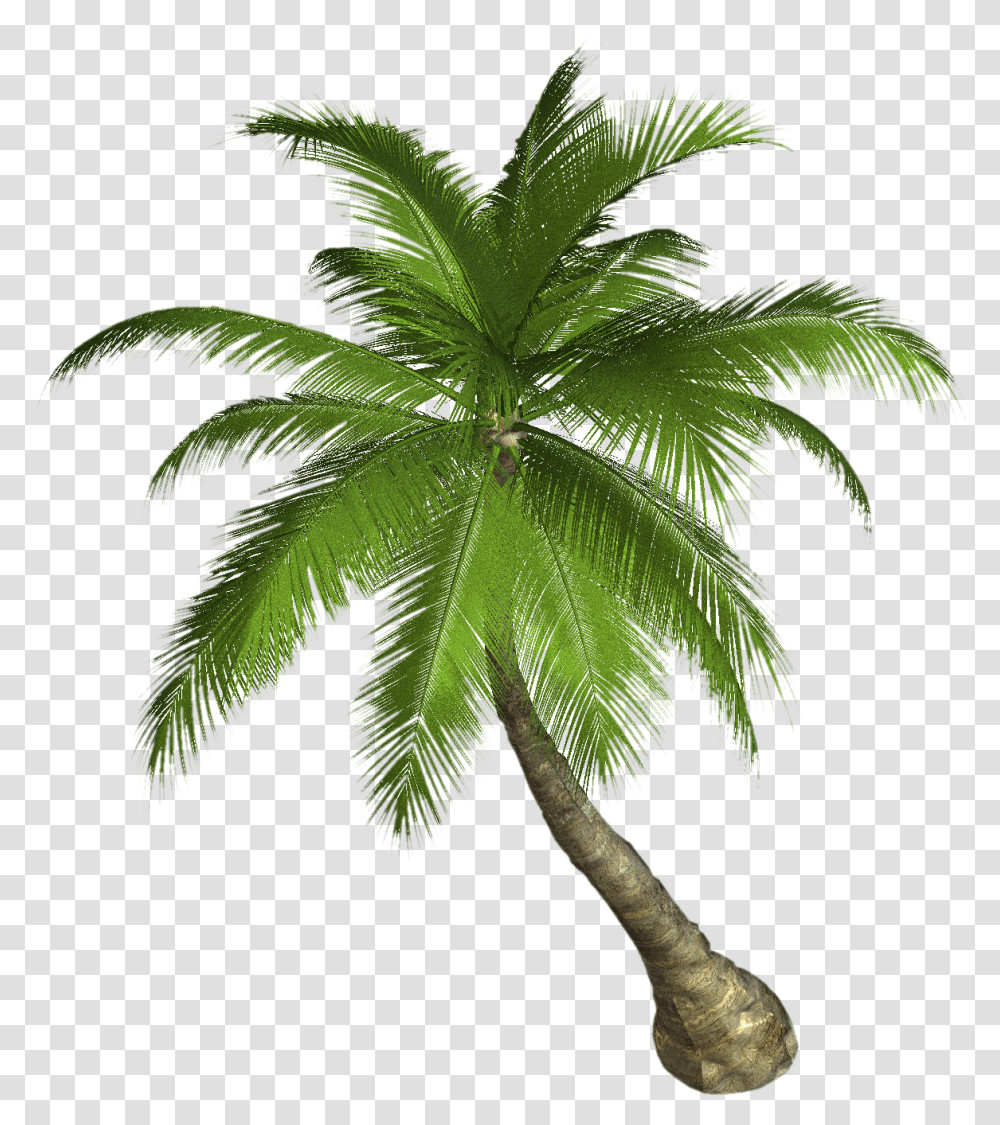 Download Palm Tree Image For Free Tropical Palm Tree, Plant, Arecaceae, Leaf, Green Transparent Png