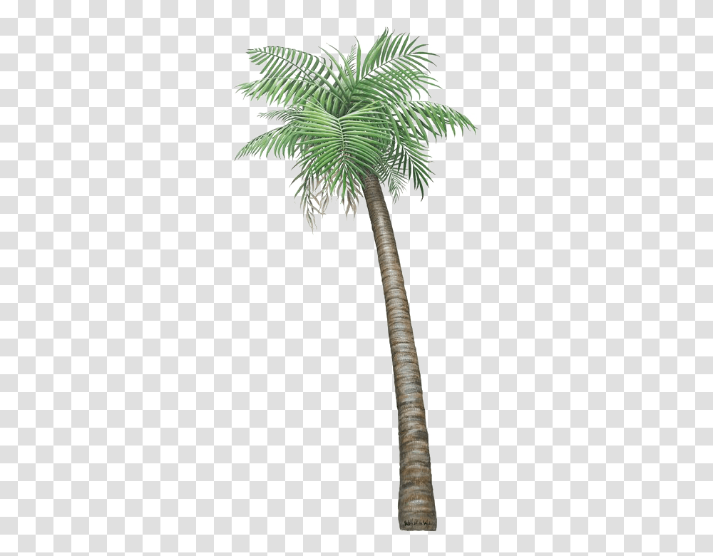 Download Palm Tree Image Small Pictures Of, Plant, Arecaceae, Tree Trunk, Tropical Transparent Png