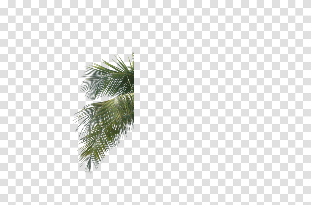Download Palm Tree Leaf Branch Palm Tree Leaves Psd Pine Tree Leaves Psd, Plant, Arecaceae, Tropical, Green Transparent Png