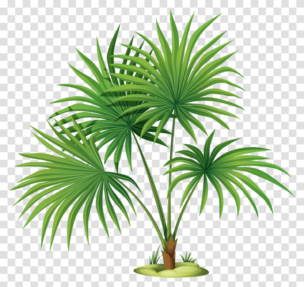 Download Palm Tree Leaves Clipart Image Palm Plants, Arecaceae, Green, Flower, Blossom Transparent Png